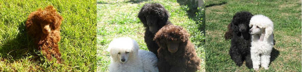 Caniche Toy: El pequeño curioso