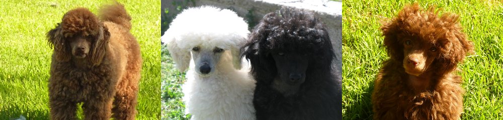 Caniche Toy: El pequeño curioso