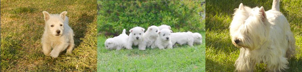 West Highland White Terrier: el simpático compañero