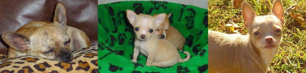 Chihuahua: cuerpo diminuto, corazón gigante