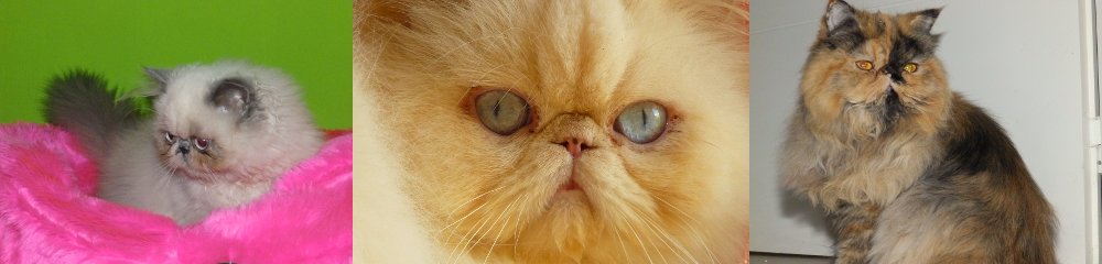 Gato Persa: afectuoso y sociable